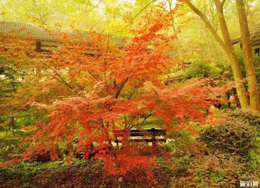 北京11个市属公园进入秋季观赏期(公园名单) 北京11个市属公园进入秋季观赏期(公园名单)