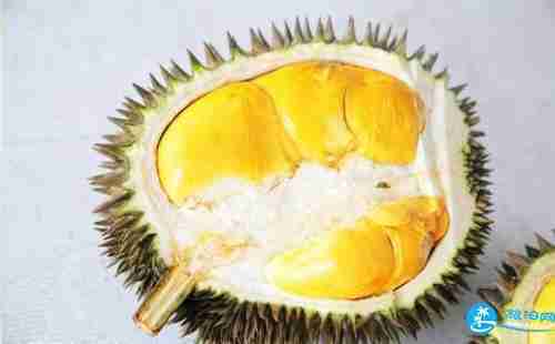 貓山王和金枕頭區別 馬來西亞榴蓮和泰國榴蓮的區別