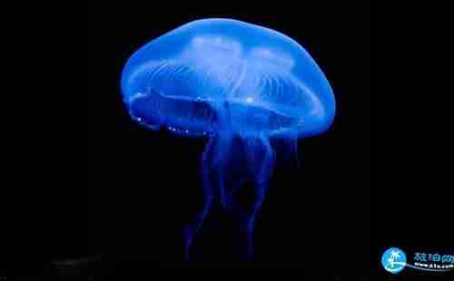 被水母蛰了怎么办 被水母蛰了用什么药 被水母蛰了怎么办 被水母蛰了用什么药
