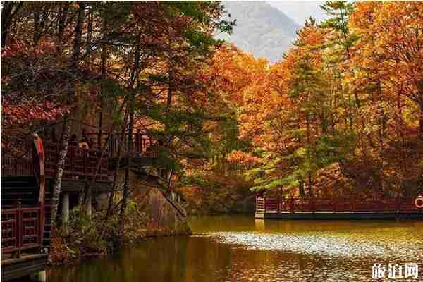 洛阳红叶去哪里看+门票优惠政策