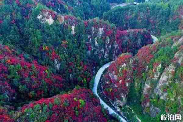 洛阳红叶去哪里看+门票优惠政策