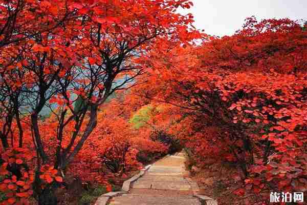 洛阳红叶去哪里看+门票优惠政策