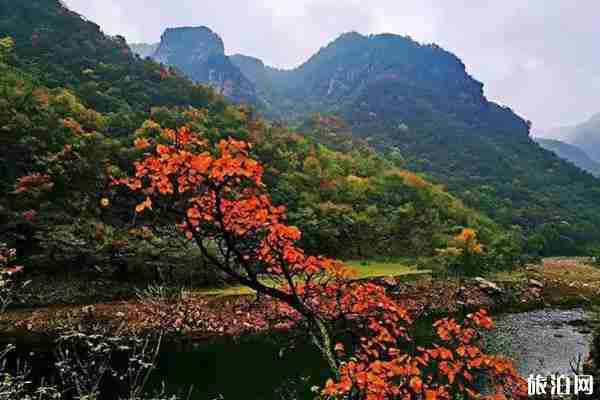 洛阳红叶去哪里看+门票优惠政策