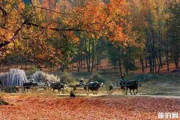 柳州赏秋好去处 柳州秋天适合去哪里