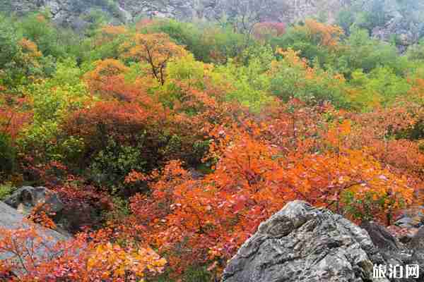 2019郑国渠红叶节收门票吗 2019郑国渠红叶节时间+地点+交通 2019郑国渠红叶节收门票吗 2019郑国渠红叶节时间+地点+交通