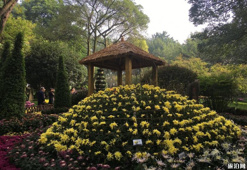 2019重庆鹅岭公园菊花展时间地点+展览看点
