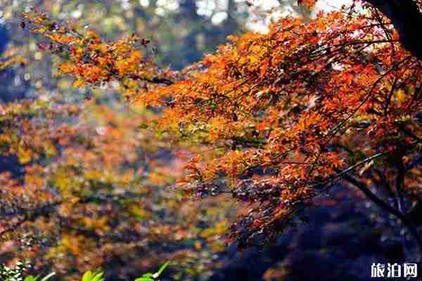 江苏枫叶哪里好看