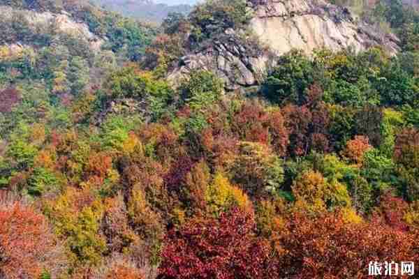 江苏枫叶哪里好看