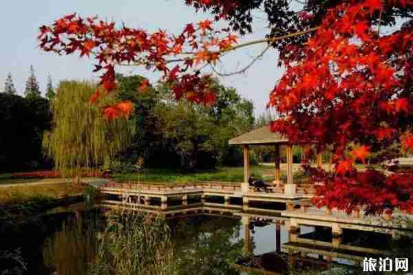 江苏枫叶哪里好看