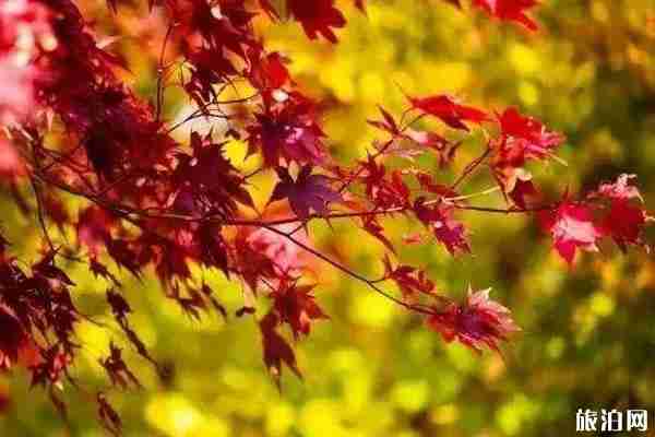 江苏枫叶哪里好看