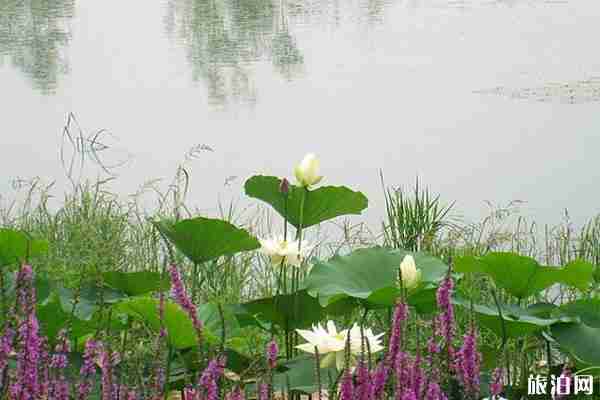 翠湖湿地公园网上预约入口 翠湖湿地公园游玩攻略 翠湖湿地公园网上预约入口 翠湖湿地公园游玩攻略