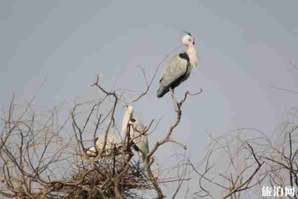 翠湖湿地公园网上预约入口 翠湖湿地公园游玩攻略 翠湖湿地公园网上预约入口 翠湖湿地公园游玩攻略