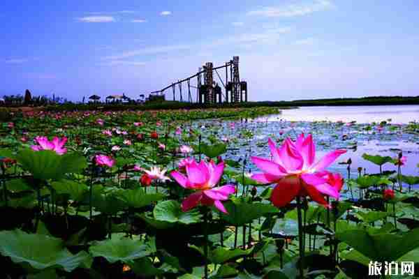 北京翠湖湿地公园门票预约攻略