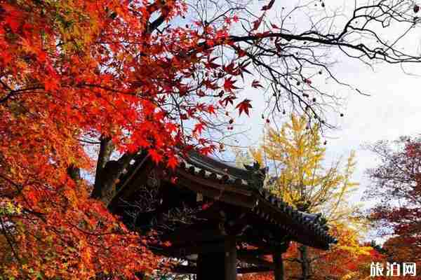 十一月去日本冷不冷 十一月去日本旅游好吗 十一月去日本冷不冷 十一月去日本旅游好吗