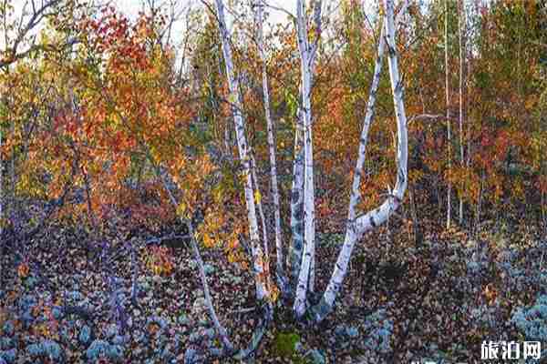 五大连池景区一日游 五大连池各景区门票信息 五大连池景区一日游 五大连池各景区门票信息