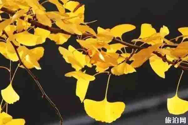 沈阳哪所大学有银杏树 沈阳哪所大学有银杏树