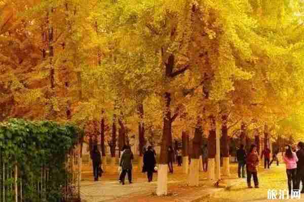沈阳哪所大学有银杏树 沈阳哪所大学有银杏树