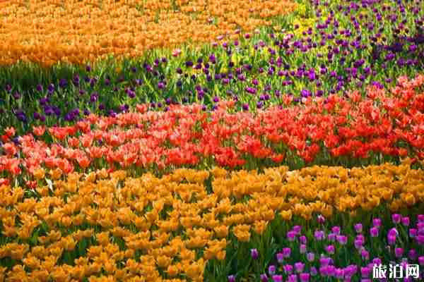 广州秋天适合去哪里玩 广州周边适合秋天去玩的地方 广州秋天适合去哪里玩 广州周边适合秋天去玩的地方