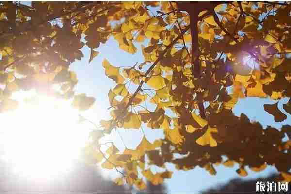 大连哪里银杏叶好看 大连哪里银杏叶好看