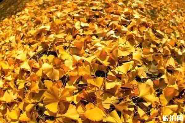 大连哪里银杏叶好看 大连哪里银杏叶好看