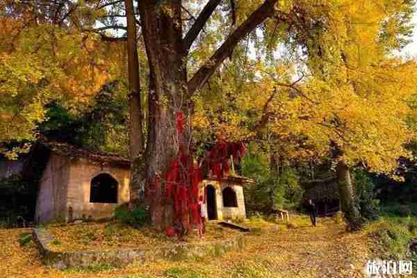 大连哪里银杏叶好看 大连哪里银杏叶好看