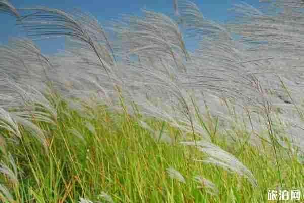 东营市黄河入海口在哪里 门票价格