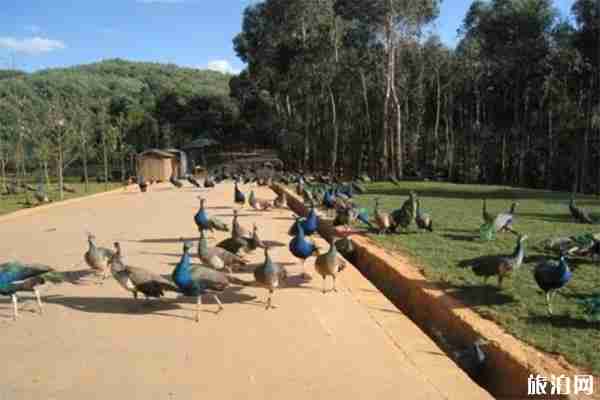 云南野生動物園花費多少錢 喂小動物會花費多少錢
