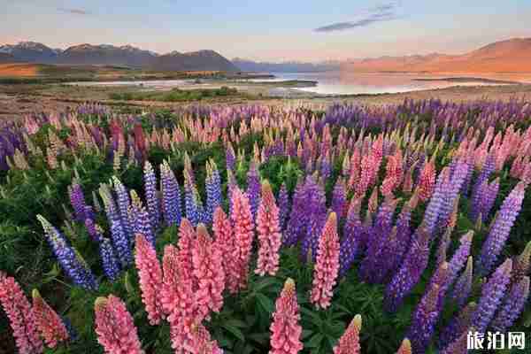 新西兰鲁冰花开放时间+观赏地点推荐 新西兰鲁冰花开放时间+观赏地点推荐