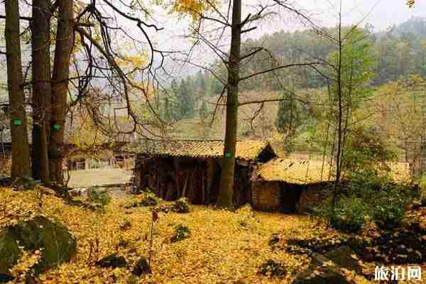 这个秋天重庆周边有着怎样的景色