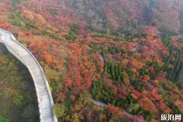 北京枫叶什么时候红 北京枫叶哪里看 北京枫叶什么时候红 北京枫叶哪里看