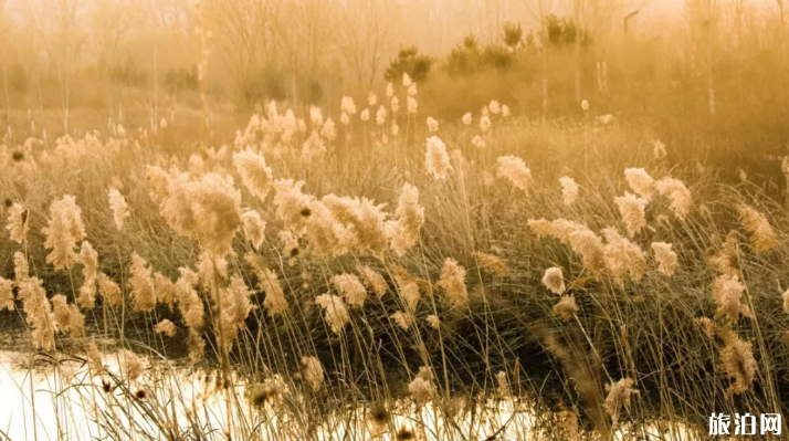 杭州秋天的美景有哪些 秋天杭州哪里的风景好点