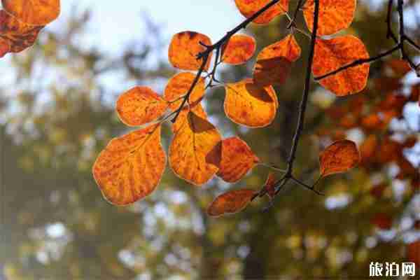 北京香山山頂上有吃的嗎