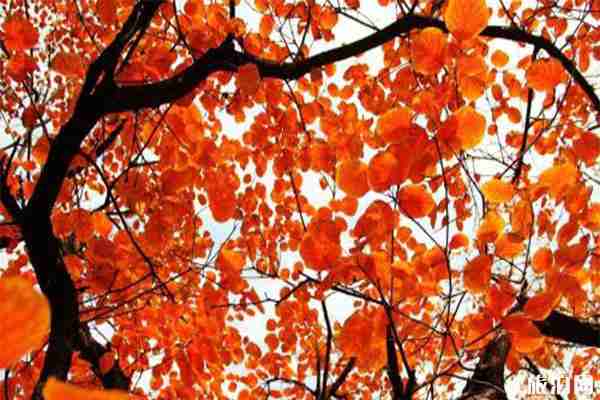 北京香山山頂上有吃的嗎