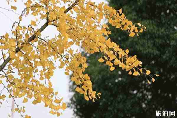 湖南不可错过的银杏观赏地 湖南不可错过的银杏观赏地
