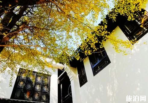 湖南不可错过的银杏观赏地 湖南不可错过的银杏观赏地