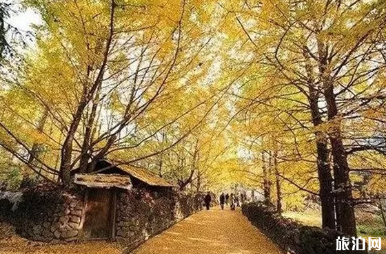 湖南不可错过的银杏观赏地 湖南不可错过的银杏观赏地