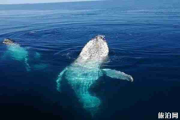 布里斯班观鲸鱼最佳时间+观赏地点推荐 布里斯班观鲸鱼最佳时间+观赏地点推荐