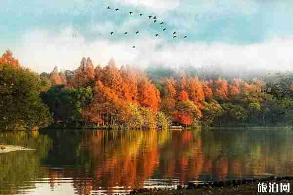 西湖秋天的景色有哪些 西湖秋季旅游攻略