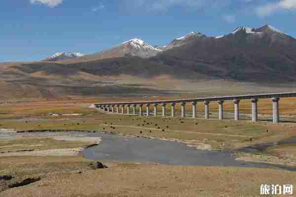 在西藏过年是一种什么 样的感受