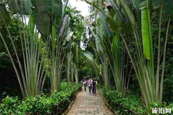 望天树景区游玩花费多少钱 门票+交通