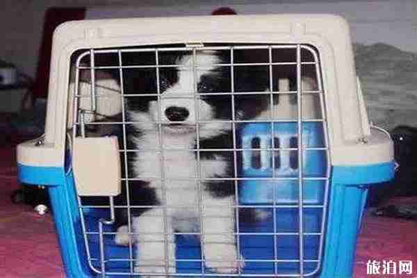國外的寵物怎么帶回國內 附規定