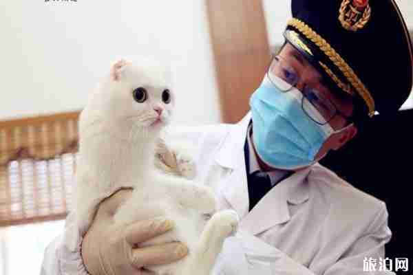 國外的寵物怎么帶回國內 附規定