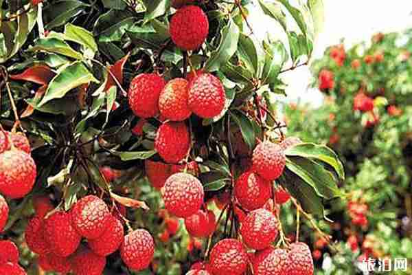 2020高州荔枝什么时候上市 高州荔枝文化节活动介绍