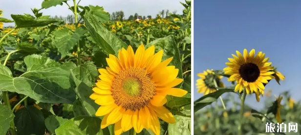 南京网红打卡地有哪些 南京网红打卡地有哪些