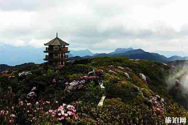 重慶金佛山一日游玩攻略