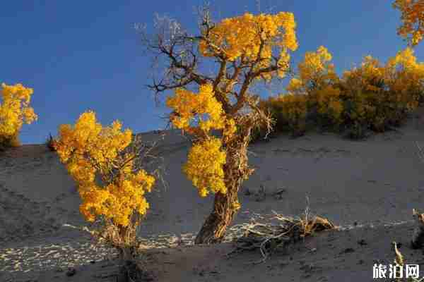 中國四大胡楊林景區觀賞地