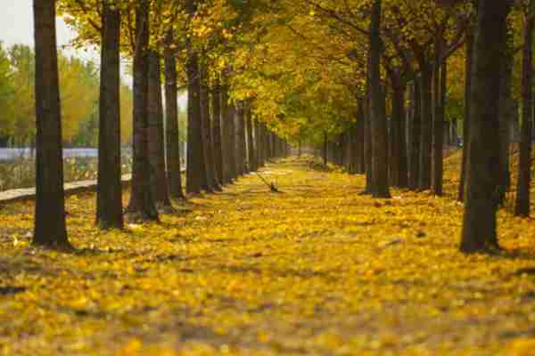 上海的秋天哪里景色最美 上海的秋天哪里景色最美
