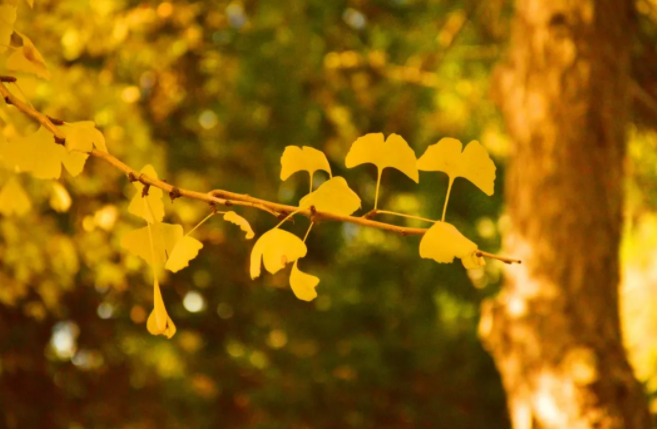 上海的秋天哪里景色最美 上海的秋天哪里景色最美
