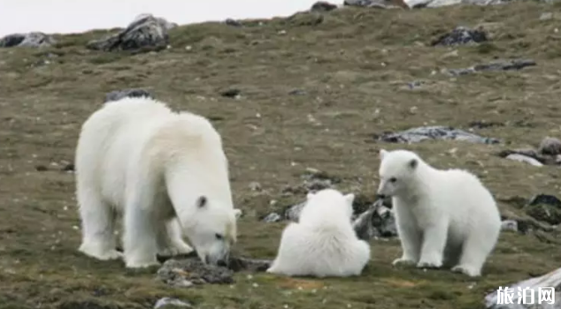 斯瓦爾巴群島旅游攻略 斯瓦爾巴群島旅游攻略