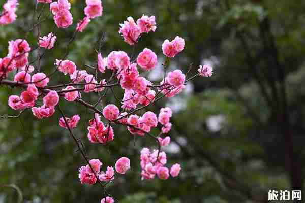广东冬天有什么花开 广东冬天去哪里赏花 广东冬天有什么花开 广东冬天去哪里赏花